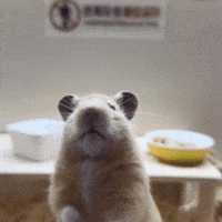 nurungi move hamster 햄스터 nurungi GIF