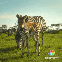 Zebra Safari GIF by Discovery