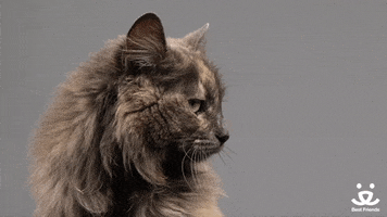 cat no GIF by Best Friends Animal Society