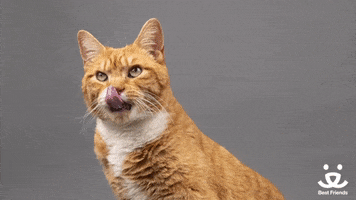 cat yes GIF by Best Friends Animal Society