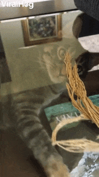Cute Cat Doesnt Quite Get Glass GIF by ViralHog