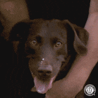 Excited Lets Go GIF by American Kennel Club