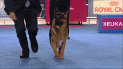 Dog Show GIF by American Kennel Club