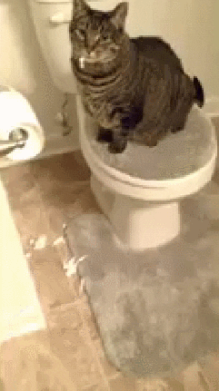 animals being jerks bu GIF