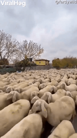 A River of Sheep Flood the Streets  