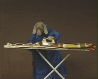 William Wegman Chores GIF by Jason Clarke