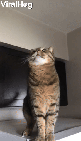 Silly Kitty Begs for Treats