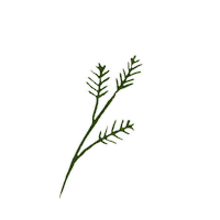 Julia_Ili summer green spring plant Sticker