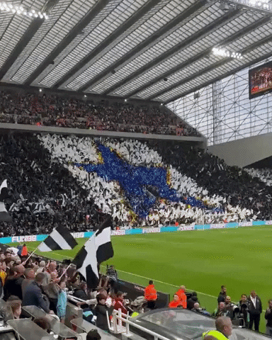 neilputley giphygifmaker newcastle nufc newcastle united GIF
