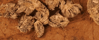 Ckan GIF by EMPIRE