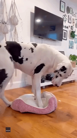 Great Dane Attempts to Get Cozy in Tiny Bed