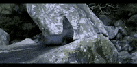 RealJourneys seal moment wildlife newzealand GIF