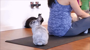Bunny Yoga — It's a Thing