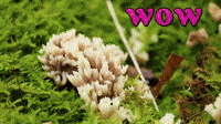 Wow nature