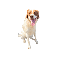 Puppy Ledog Sticker by Vida Bull