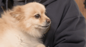 the incredible dr pol GIF by Nat Geo Wild 