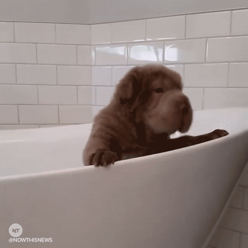 Now This News Puppy GIF by NowThis