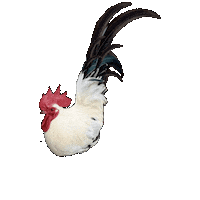 Chicken Rooster Sticker