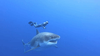 Great White Shark Dwarfs Divers in Close Encounter