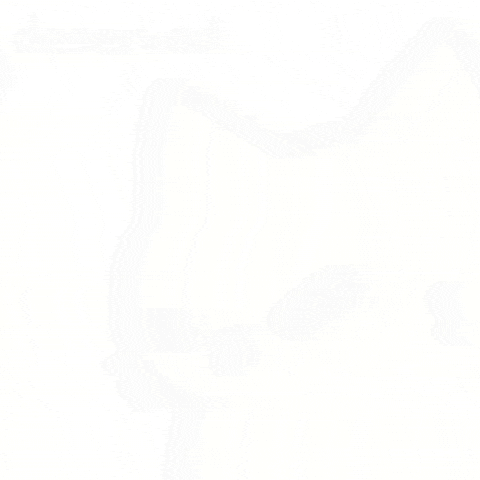 Cat Wtf GIF by sillynub