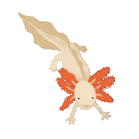 akkolade dance hooray axolotl akkolade Sticker