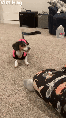 Mini Dachshund Meri Good at Giving Paw