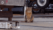 Cat Kitten GIF by Discovery Europe