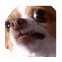 chihuahua STICKER by imoji