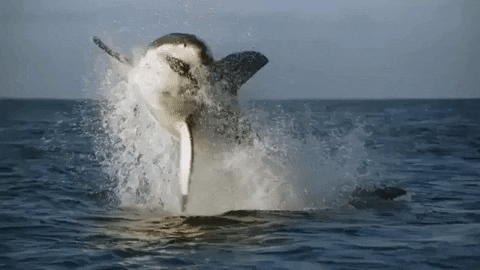 Party Dancing GIF by Shark Week