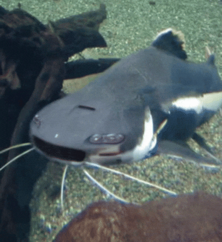 Catfish Camaro GIF