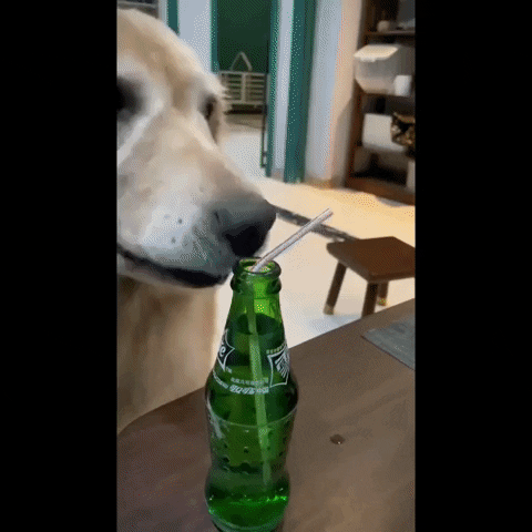 cuteanimalland giphyupload GIF