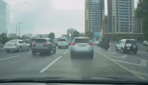 cuteanimalland giphyupload GIF