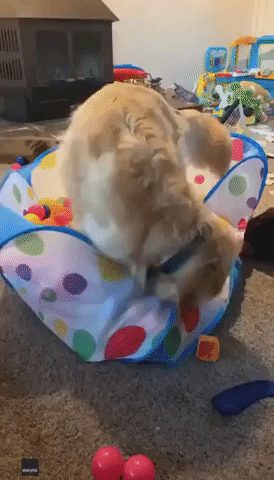 Toddler Can't Get Enough of Pooch Pal's Antics
