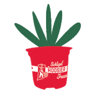 hoosierboyplantco plant hoosierboyplantco hoosierboyplants schlegelgreenhouse Sticker