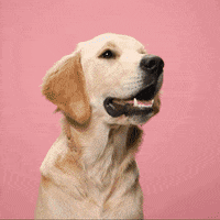 Dog Woof GIF by TeaCosyFolk