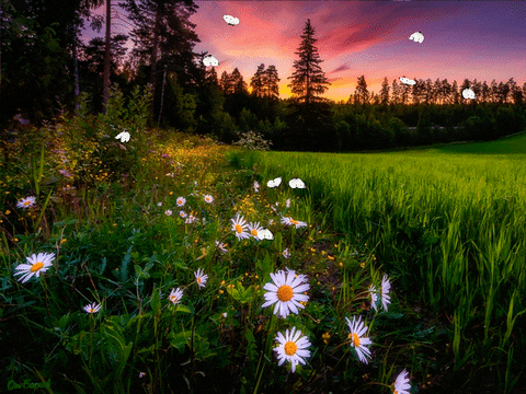 Introline giphyupload nature природа ромашки GIF