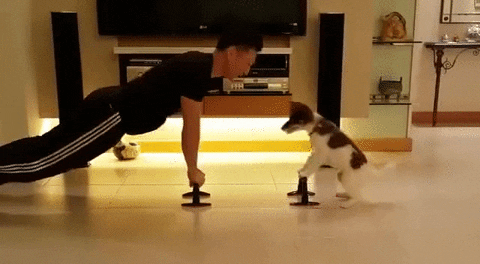 dog workout GIF