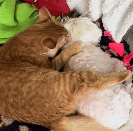 58d4b6a0e8004dd6a499524384e88c9f giphyupload GIF