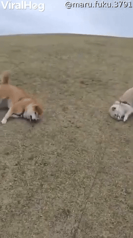 Silly Dogs Slide Down Grassy Hill