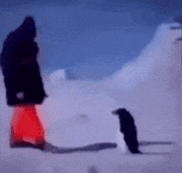 Snow Penguin GIF