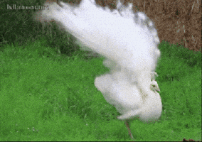 animals white wildlife peacock GIF