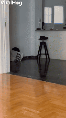 Man Chases Cat, Cat Chases Man