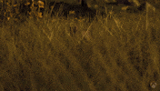 Look Around Bunny GIF by Xbox