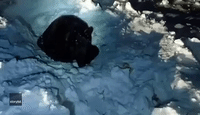 Black Bear Spotted Stuck in Deep Snow in Northern Minnesota