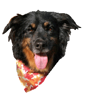 Animated Sticker