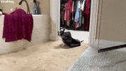 Puppy Thief Steals All The Things GIF by ViralHog