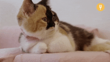 Tired Cat GIF by Curiosity Stream