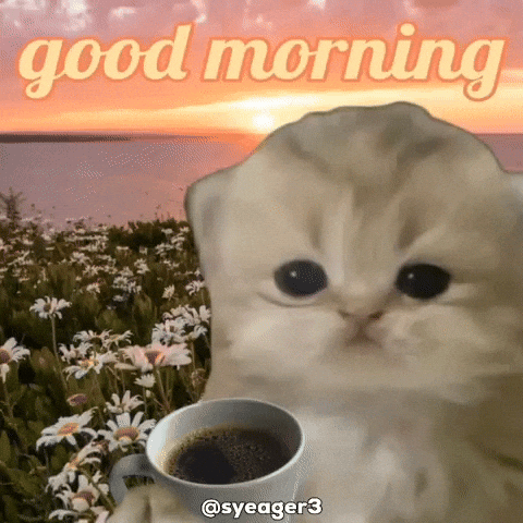 Good Morning Cat GIF