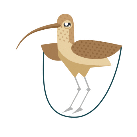 Bird Curlew Sticker by RSPB