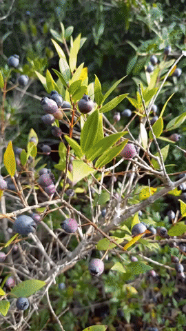 Simongip giphyupload GIF